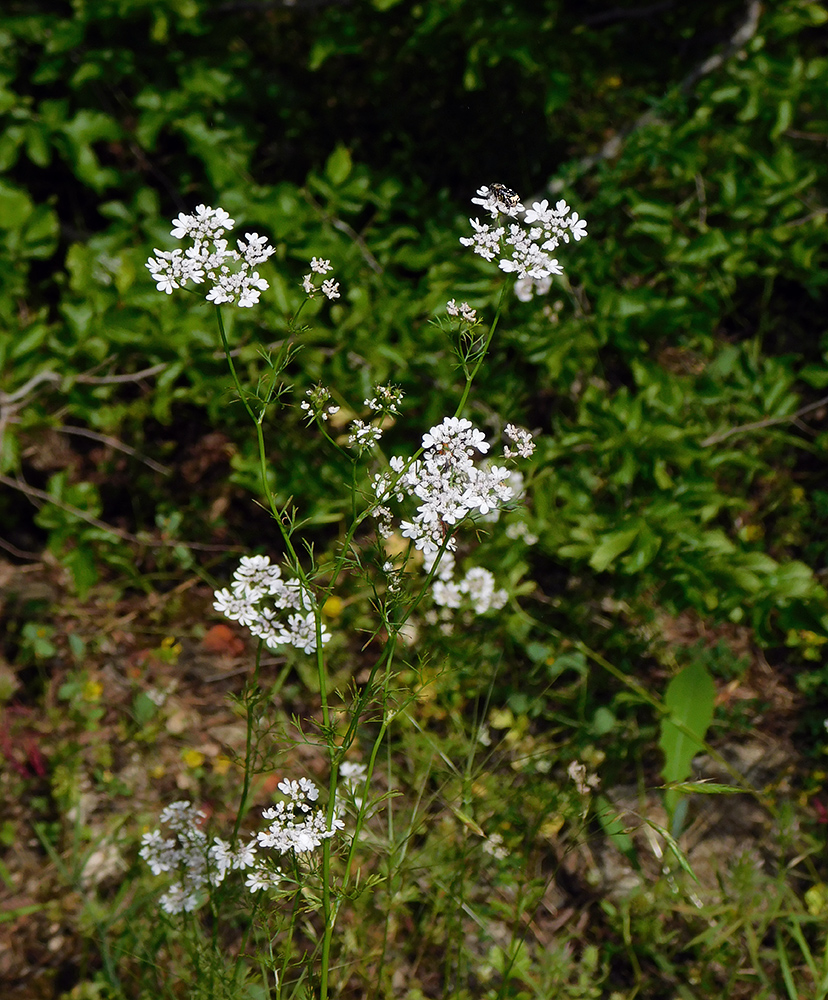 Image of Coriandrum sativum specimen.