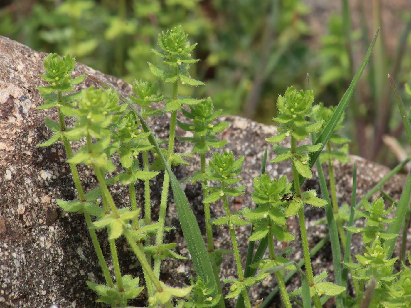 Изображение особи Cruciata pedemontana.