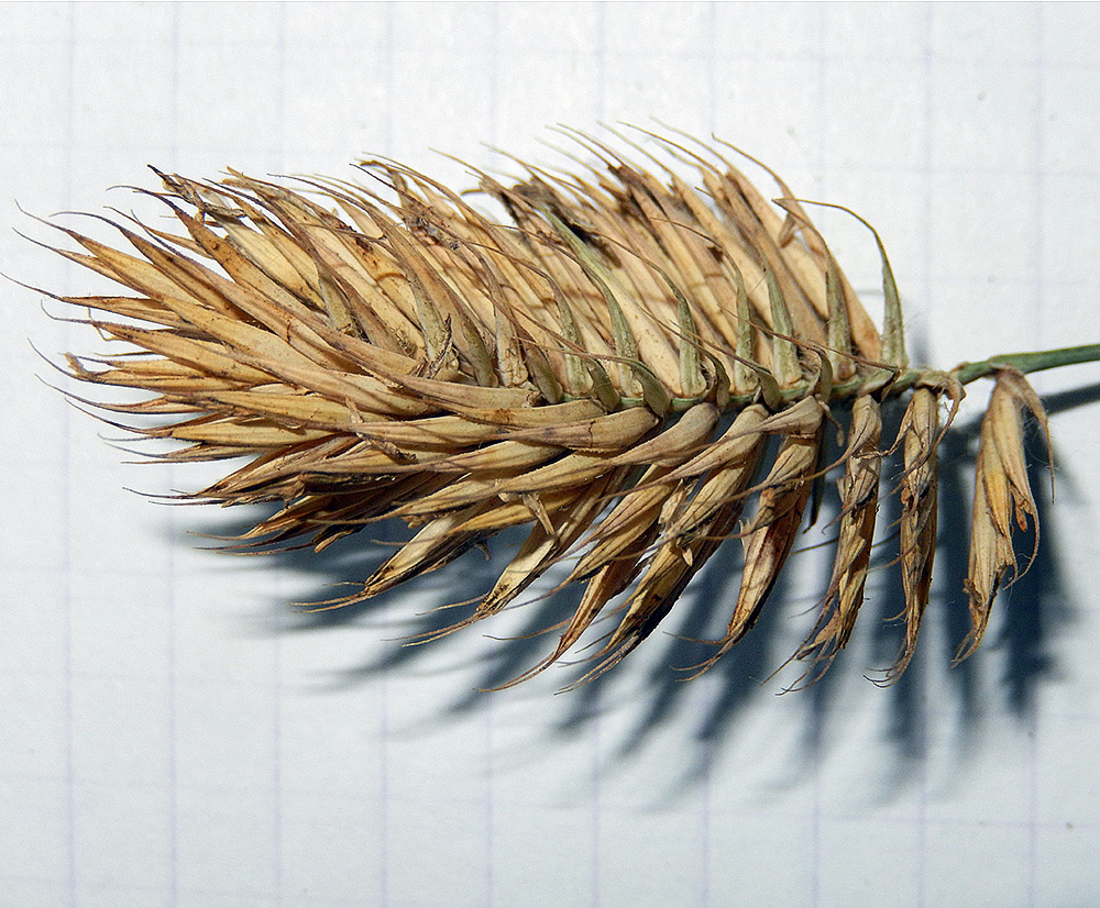 Image of Agropyron pinifolium specimen.