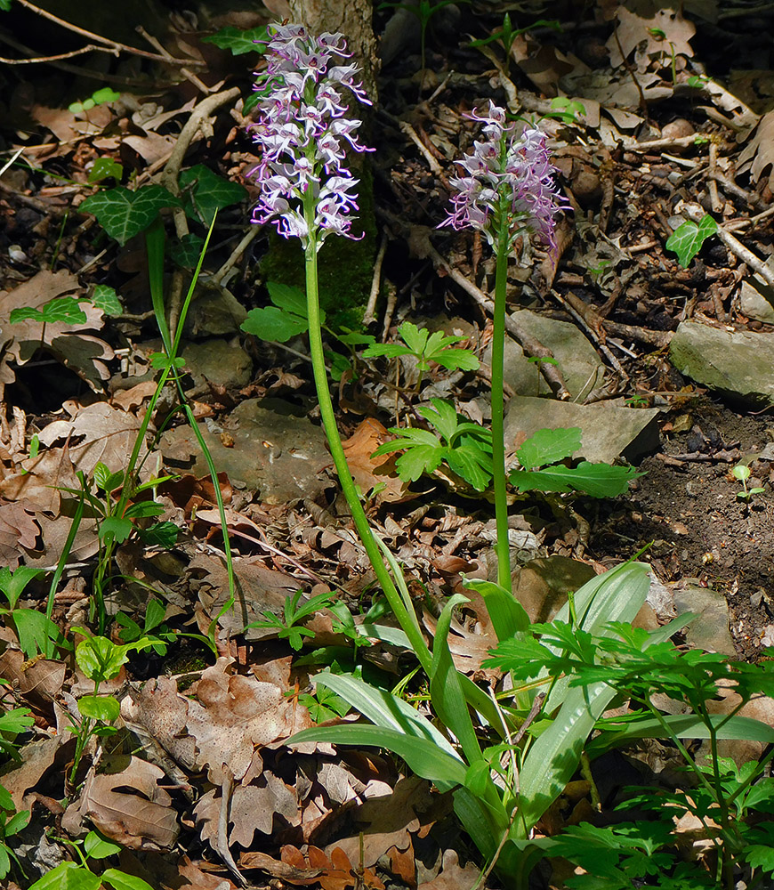 Image of Orchis simia specimen.