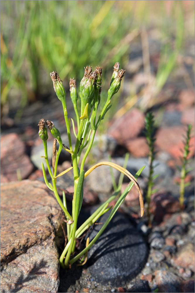 Image of Tripolium pannonicum ssp. tripolium specimen.