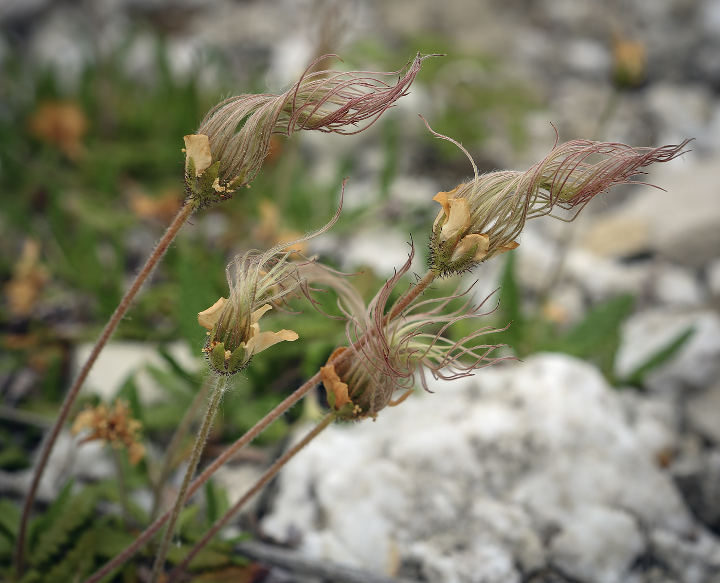 Image of Dryas punctata specimen.