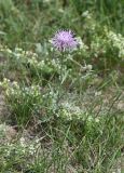 genus Centaurea. Цветущее растение. Кабардино-Балкария, Эльбрусский р-н, левый берег р. Баксан, окр. с. Былым, выс. 1100 м н.у.м., сухой остепнённый участок. 25 июля 2022 г.