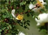 Rosa spinosissima
