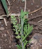 Lepidium bonariense