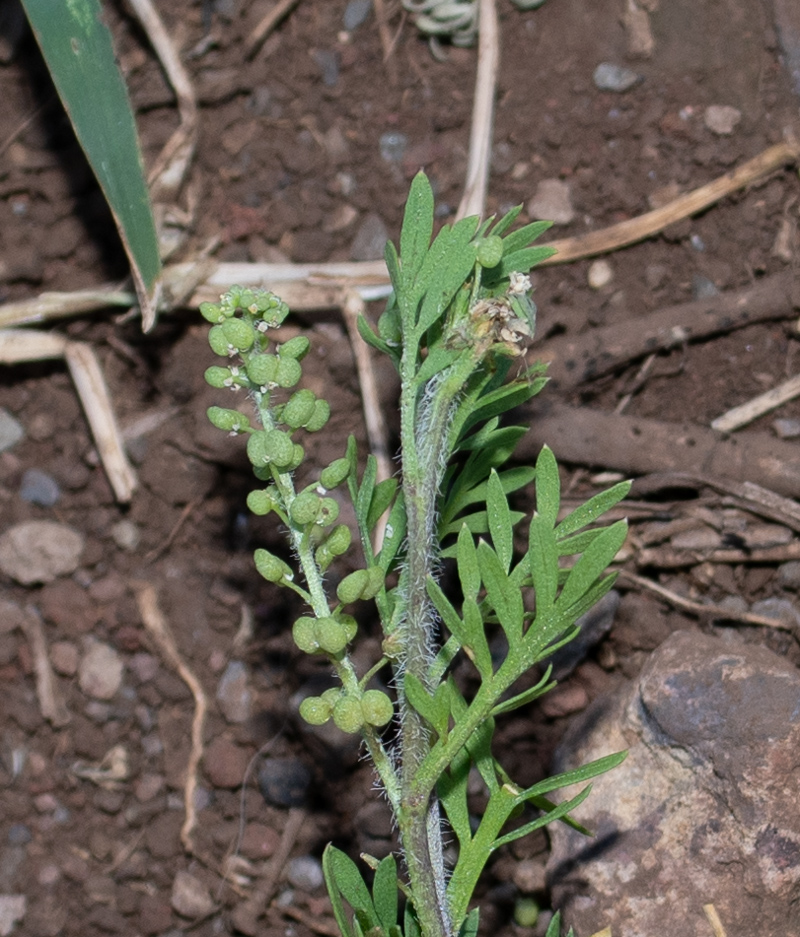 Image of Lepidium bonariense specimen.