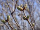 Syringa vulgaris. Верхушка побега с пробуждающимися почками. Пермский край, Кунгурский р-н, окр. дер. Дейково, окр. ур. Греховская гора, крутой склон. 29.04.2023.