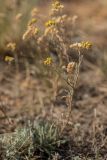 род Achillea