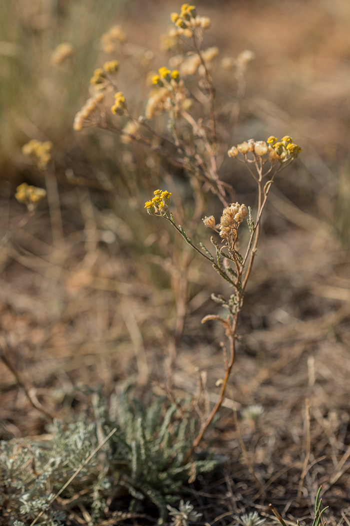 Изображение особи род Achillea.