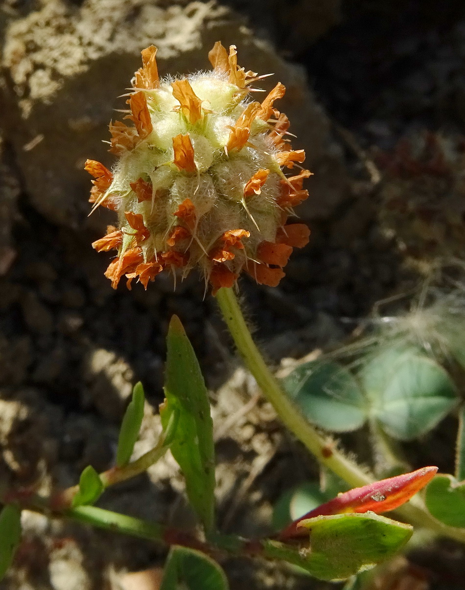 Изображение особи Trifolium bonannii.