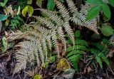 Athyrium filix-femina. Вайя в осенней окраске. Владимирская обл., Петушинский р-н, окр. с. Марково, смешанный лес. 23.09.2023.