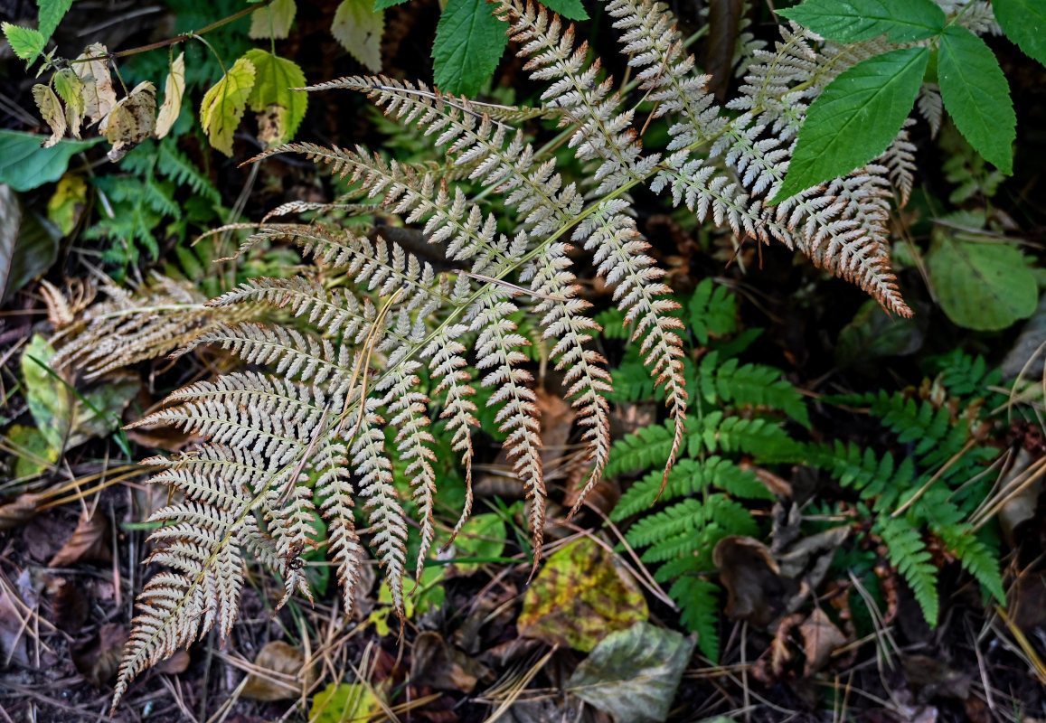 Изображение особи Athyrium filix-femina.