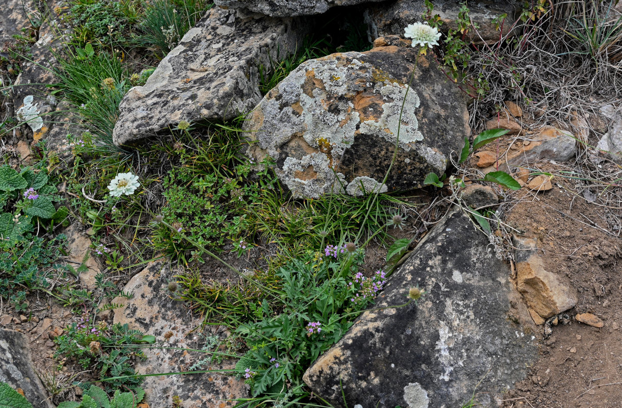 Изображение особи Scabiosa ochroleuca.