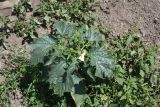 Datura stramonium. Цветущее растение. Чечня, Шаройский р-н, с. Шарой. 08.08.2023.