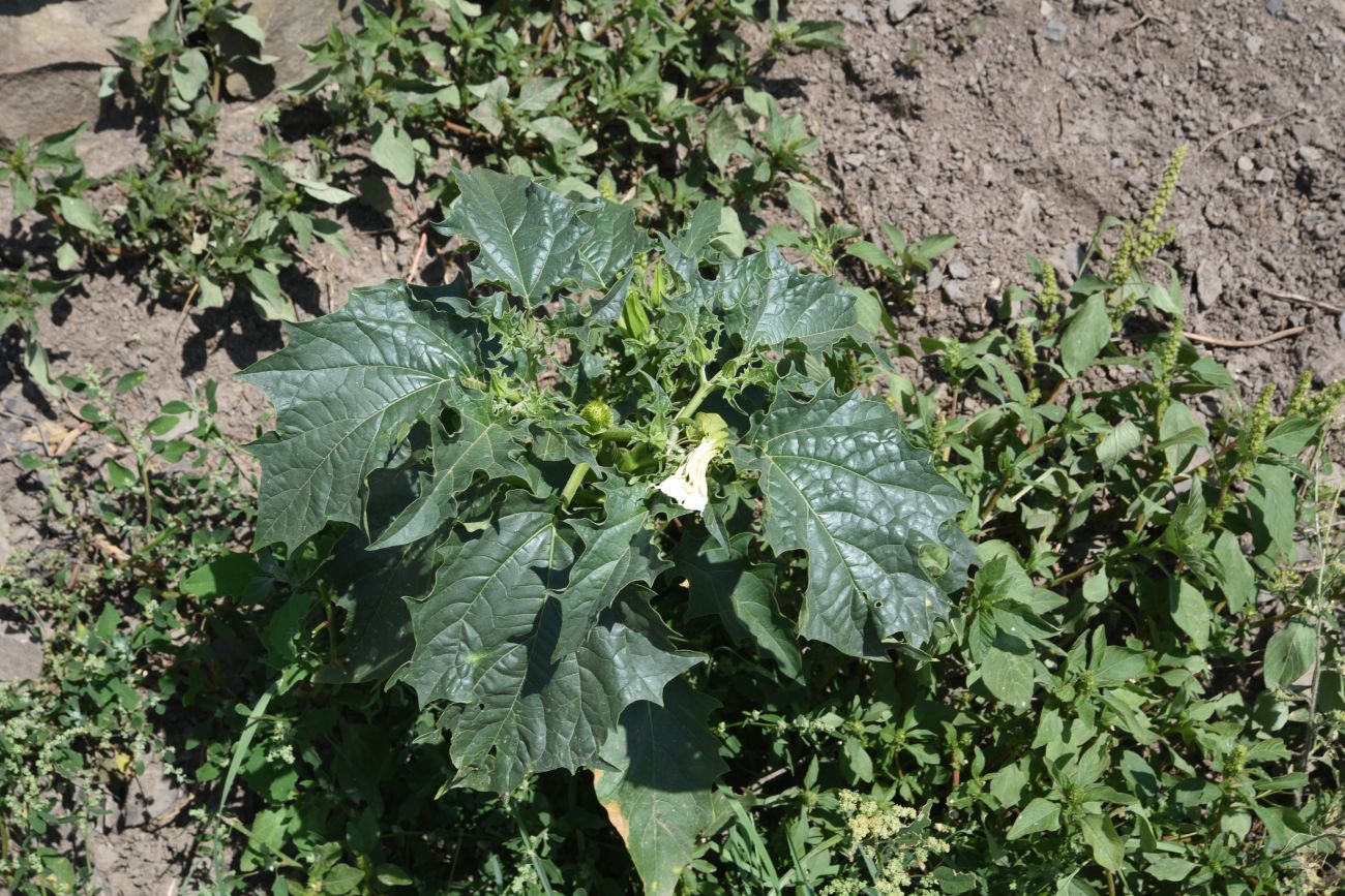 Изображение особи Datura stramonium.