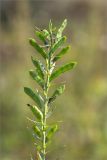 семейство Fabaceae. Незрелое соплодие. Нижегородская обл., Володарский р-н, окр. пос. Дубки; берег р. Ока, высокотравный луг. 15.09.2023.