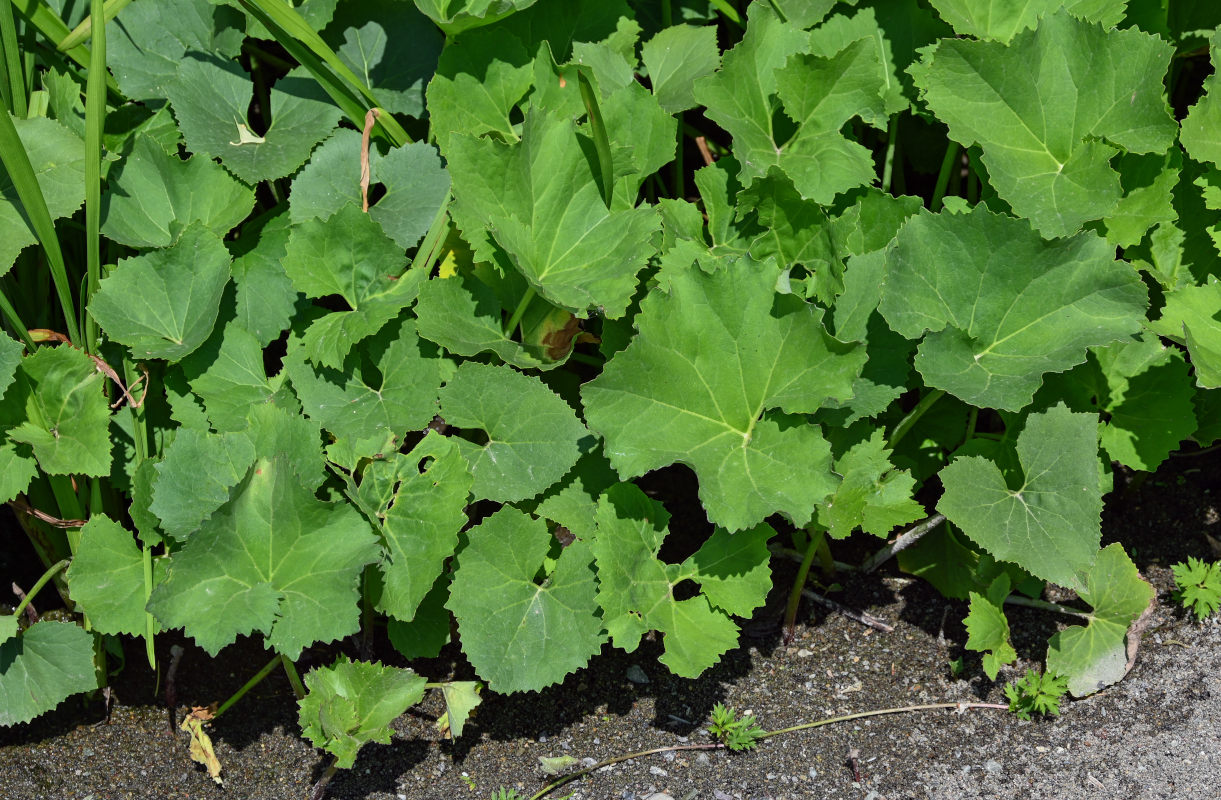 Изображение особи Petasites radiatus.