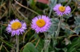 Erigeron allochrous