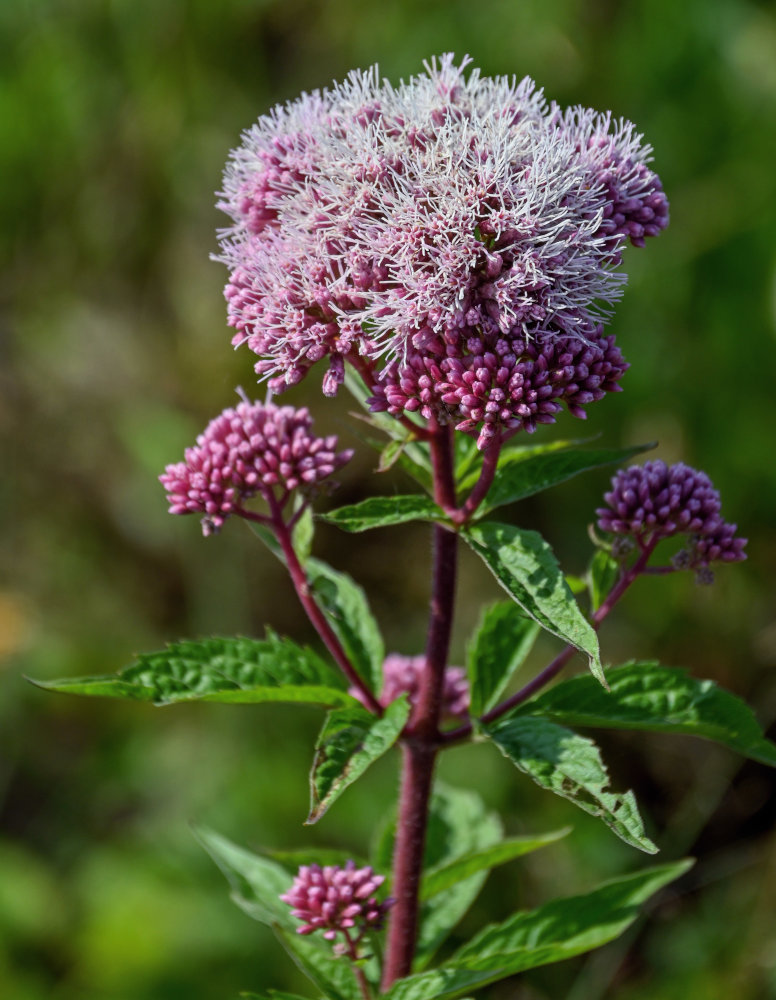Изображение особи Eupatorium cannabinum.