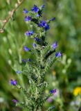 Echium vulgare. Соцветие. Оренбургская обл., Саракташский р-н, хр. Карамурунтау, луговой склон. 07.07.2023.