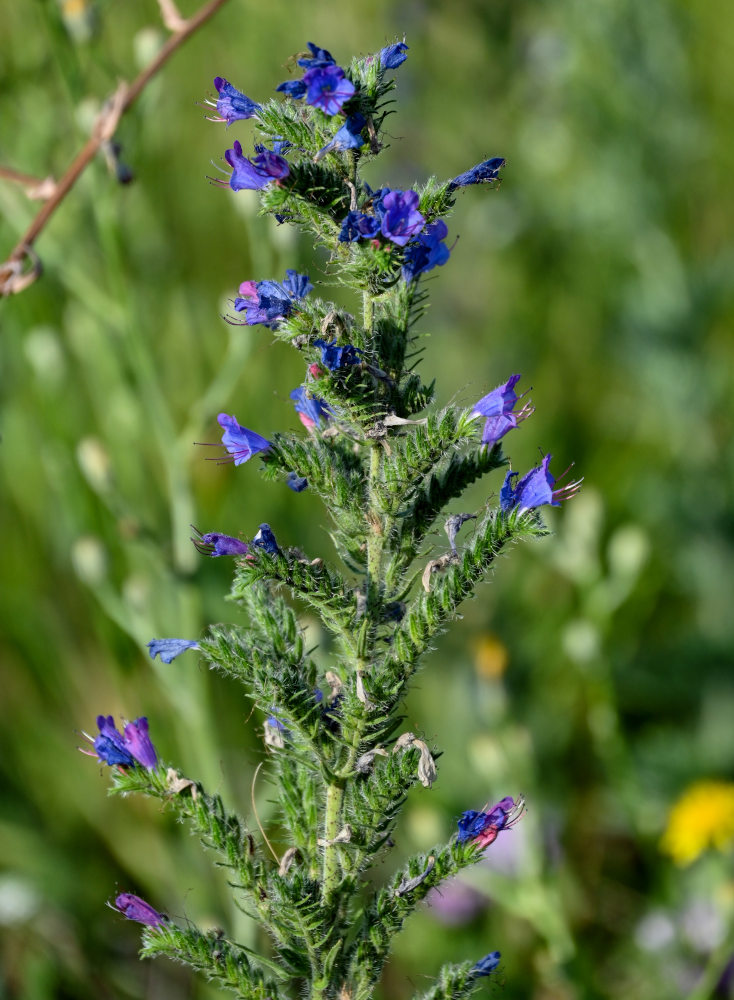 Изображение особи Echium vulgare.