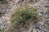 Reaumuria songarica