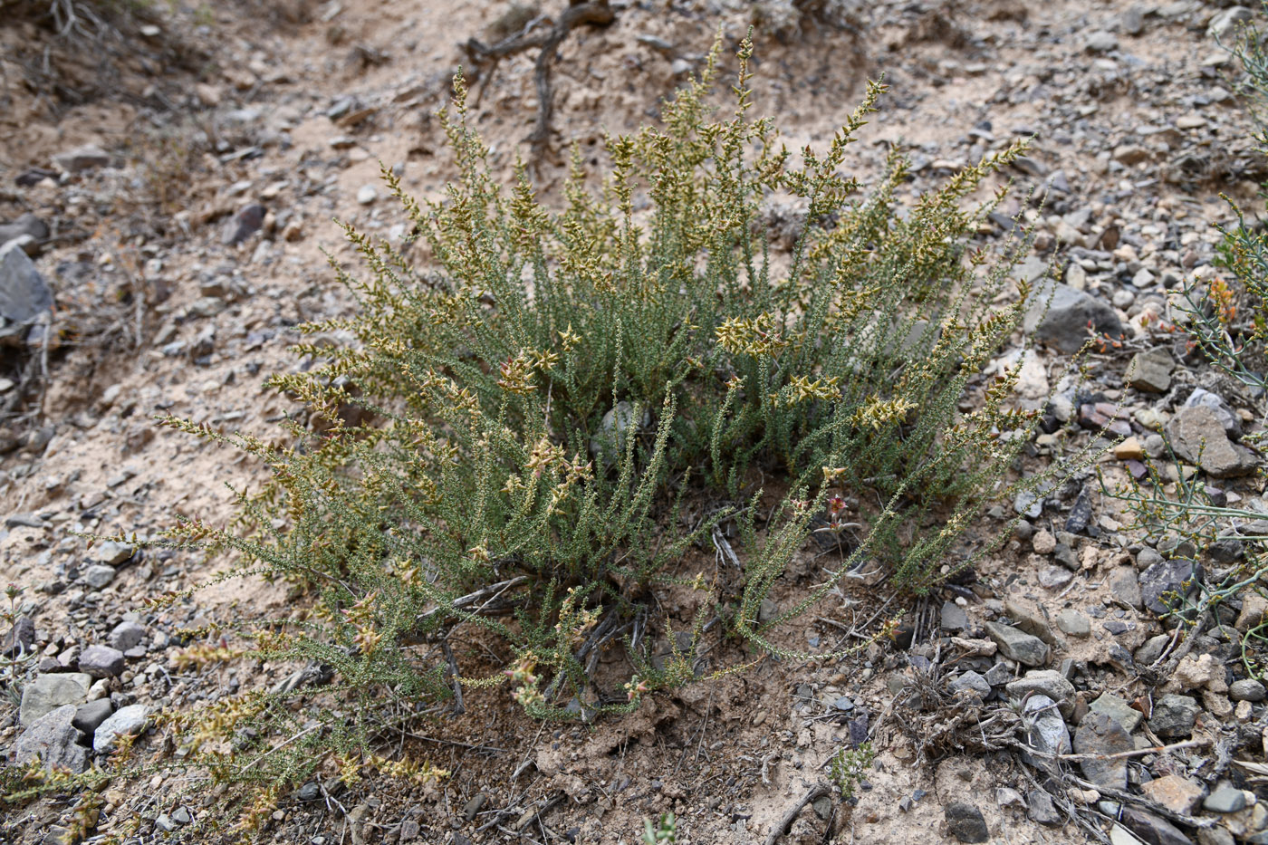 Image of Reaumuria songarica specimen.