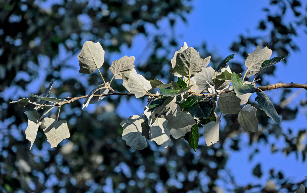 Изображение особи Populus alba.