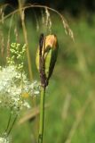 Iris sibirica. Верхушка побега с созревающим плодом (слева - часть соцветия Filipendula ulmaria). Новгородская обл., Новгородский р-н, дер. Юрьево напротив музея «Витославлицы», луг (бывший сенокос?) среди леса. 24.07.2023.