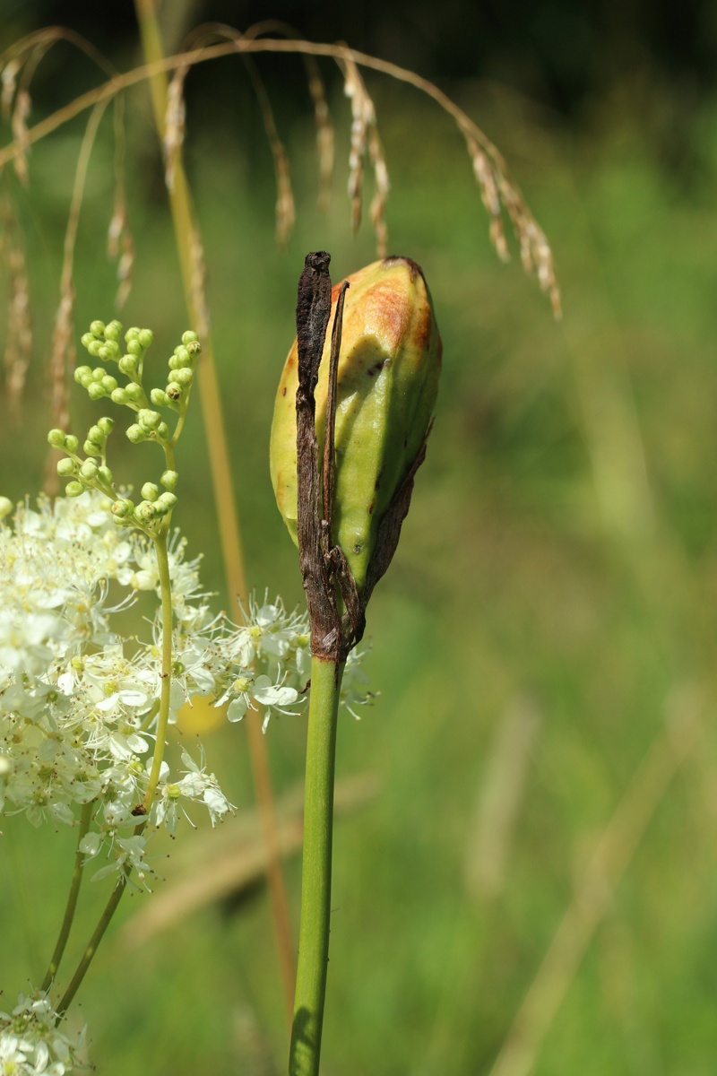 Image of Iris sibirica specimen.