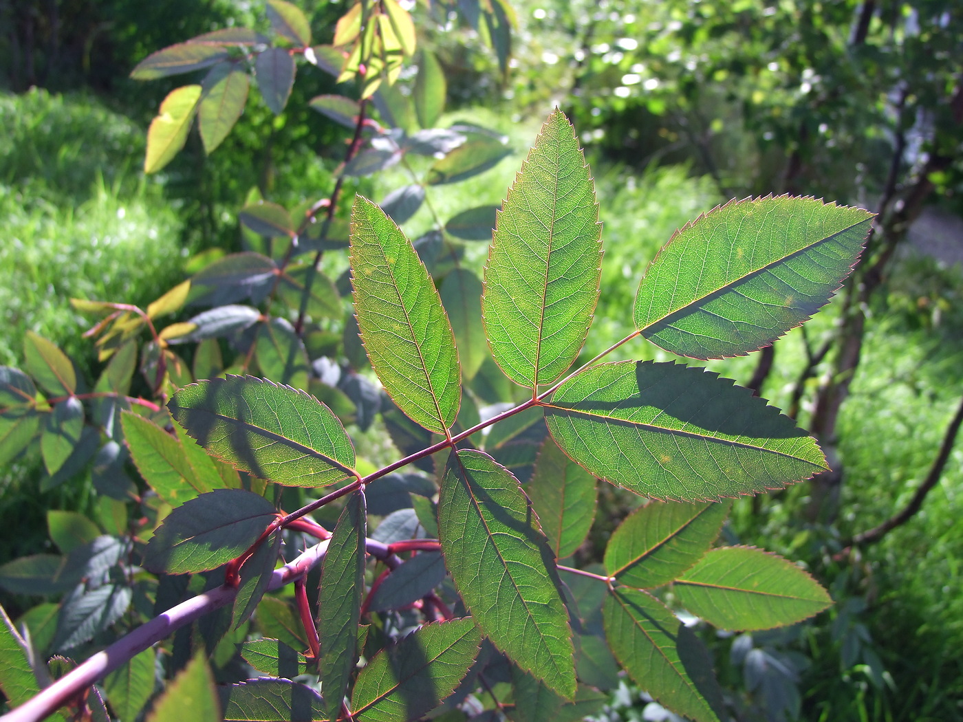 Изображение особи Rosa glauca.