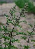 Urtica cannabina