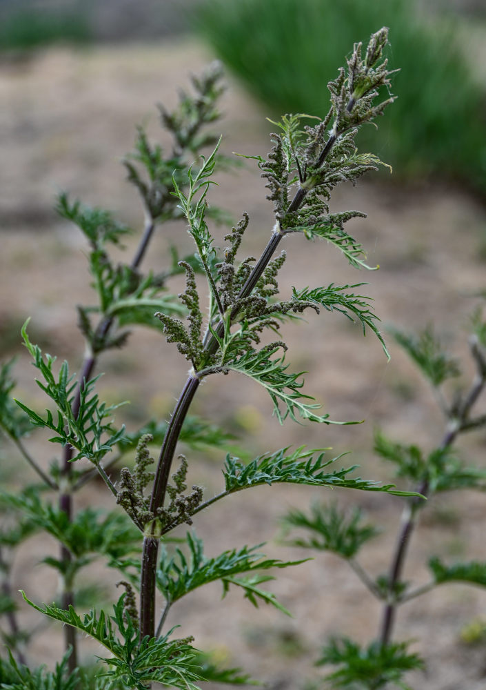 Image of Urtica cannabina specimen.