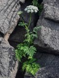 Conioselinum chinense. Цветущее растение. Курильские о-ва, о-в Итуруп, окр. мыса Исопараури, на скале. 22.08.2023.