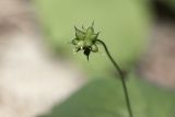 Anemone udensis