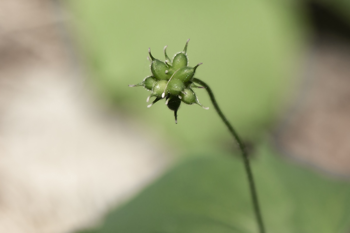 Изображение особи Anemone udensis.