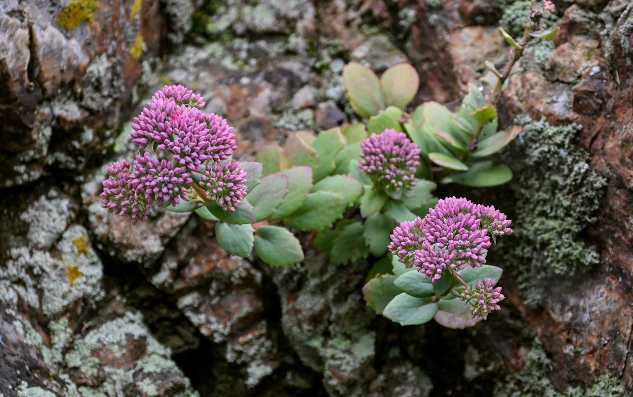 Изображение особи Hylotelephium triphyllum.