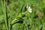 genus Cerastium