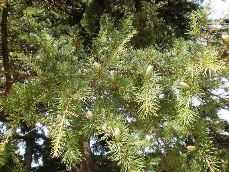 Изображение особи Cedrus deodara.