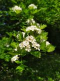 Crataegus monogyna