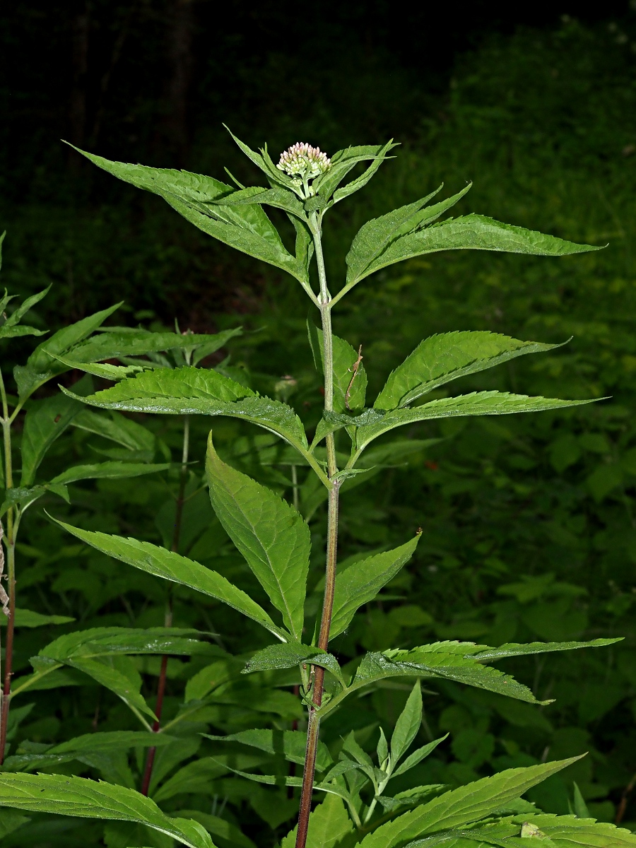 Image of Eupatorium cannabinum specimen.