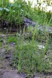 Triglochin palustris