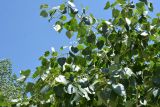 Populus afghanica