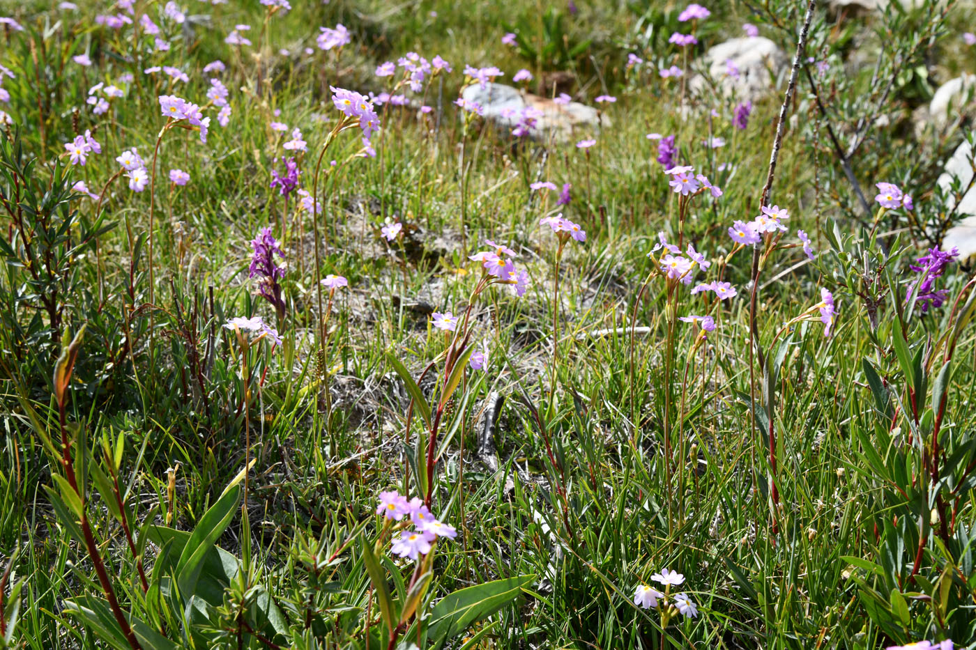 Изображение особи Primula pamirica.