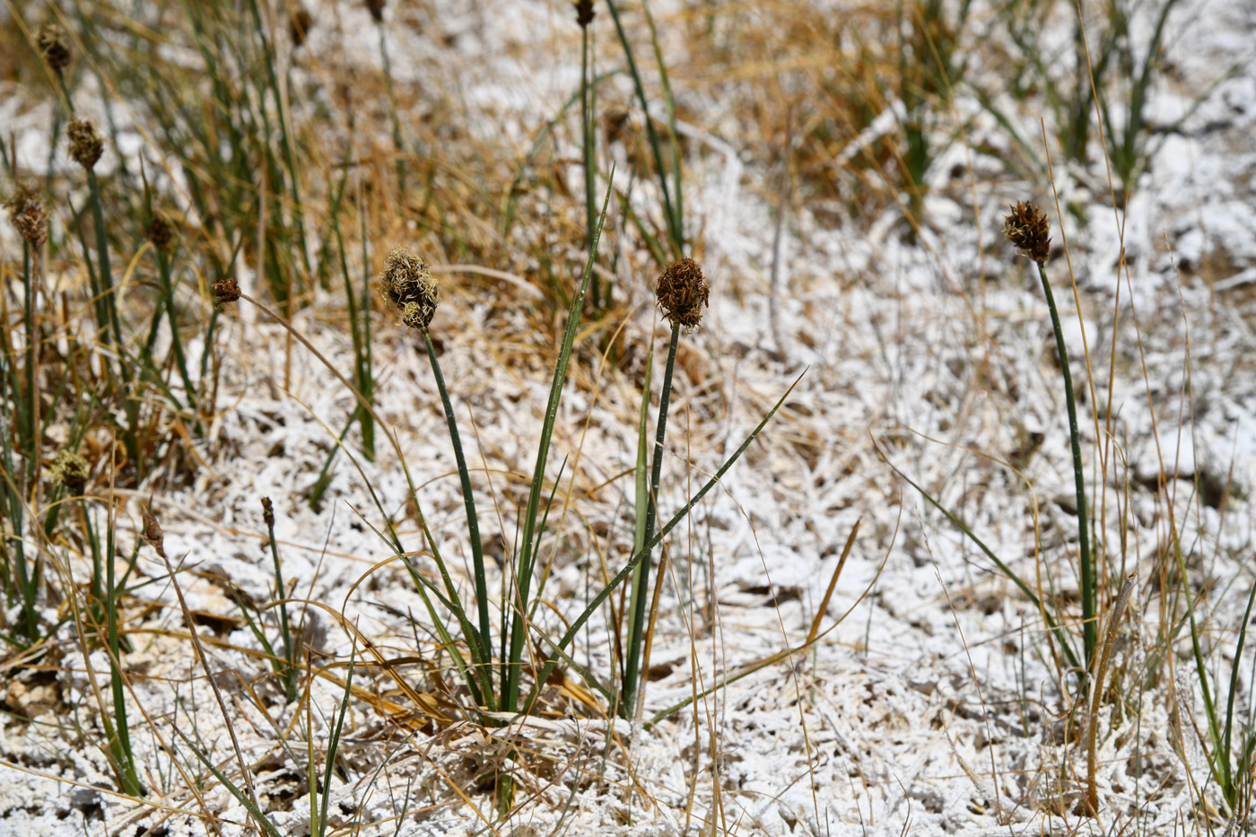 Image of Carex melanantha specimen.