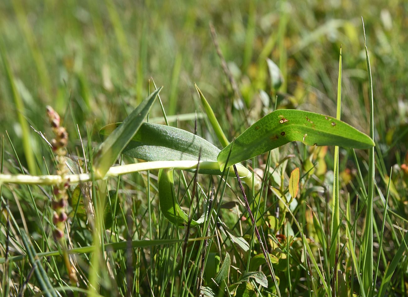 Image of Dactylorhiza viridis specimen.