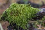 Stereodon pallescens