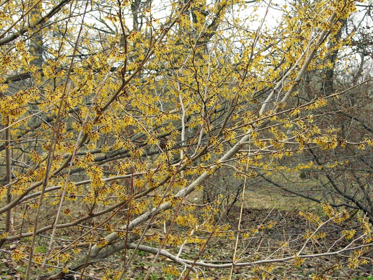 Image of Hamamelis vernalis specimen.