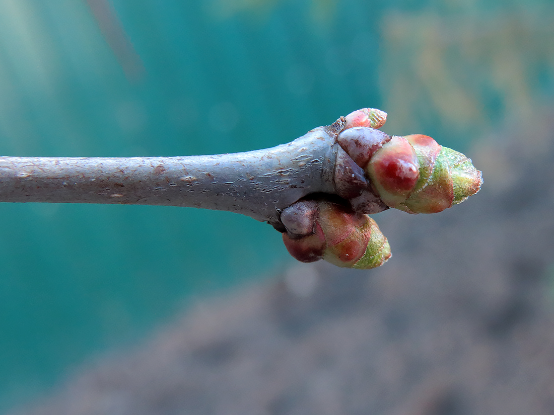 Image of Crataegus submollis specimen.