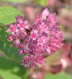 Hylotelephium cyaneum. Соцветие. Магаданская обл., окр. пос. Сусуман. 21.07.2008.